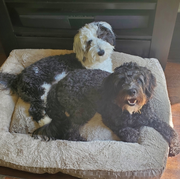 Meet the Posh Squad: Jess, Sasquatch & Yeti - Picture 2 of 6